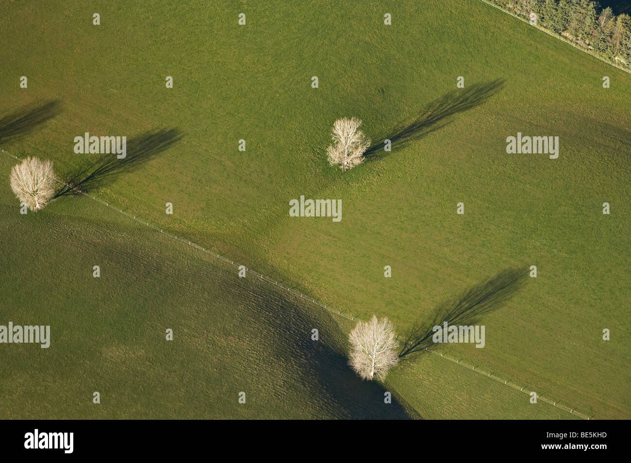 Winter Trees and Paddock near Timaru, South Canterbury, South Island, New Zealand - aerial Stock Photo