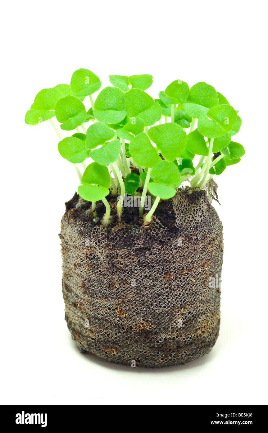 Basil seedlings Stock Photo