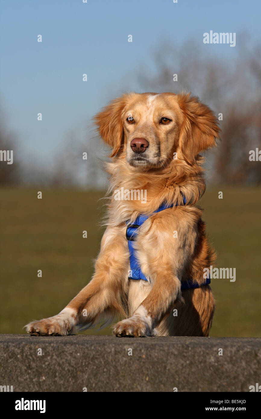 Golden Retriever, Nova Scotia Duck Tolling Retriever hybrid Stock Photo Alamy