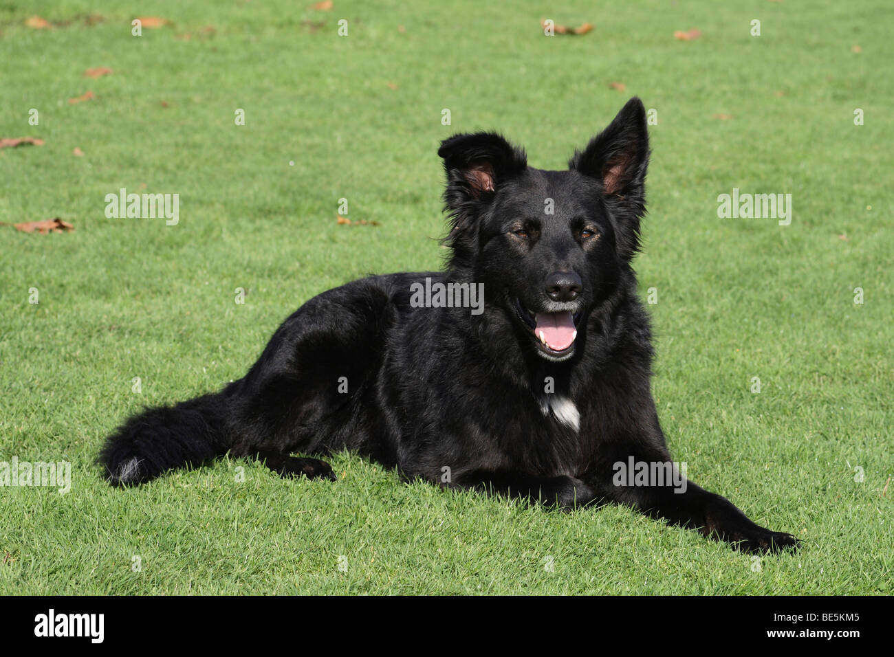 Collie Schäferhund Mischling High Resolution Stock Photography and Images -  Alamy