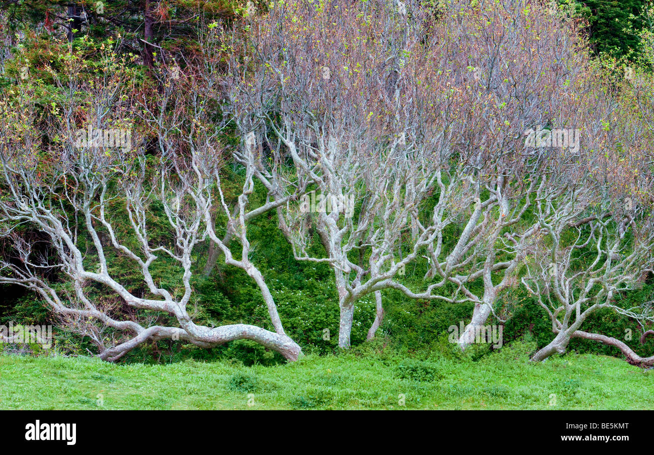 Large Sycamore tree with early spring growth. Big Sir coast. California Stock Photo