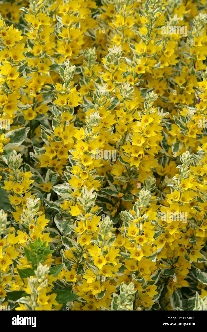 Variegated or Spotted Yellow Loosestrife, Circle Flower 'Alexander', Lysimachia punctata, Myrsinaceae (Primulaceae), Europe. Stock Photo