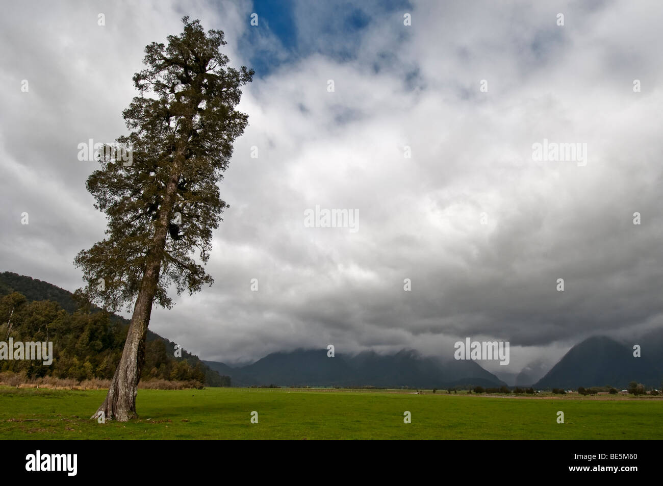 Lake Matheson Area, New Zealand Stock Photo - Alamy