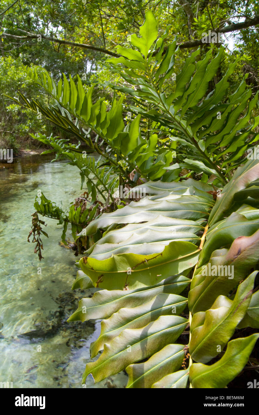 Sweetwater Spring outflow, Ocala National Forest, FL Stock Photo - Alamy