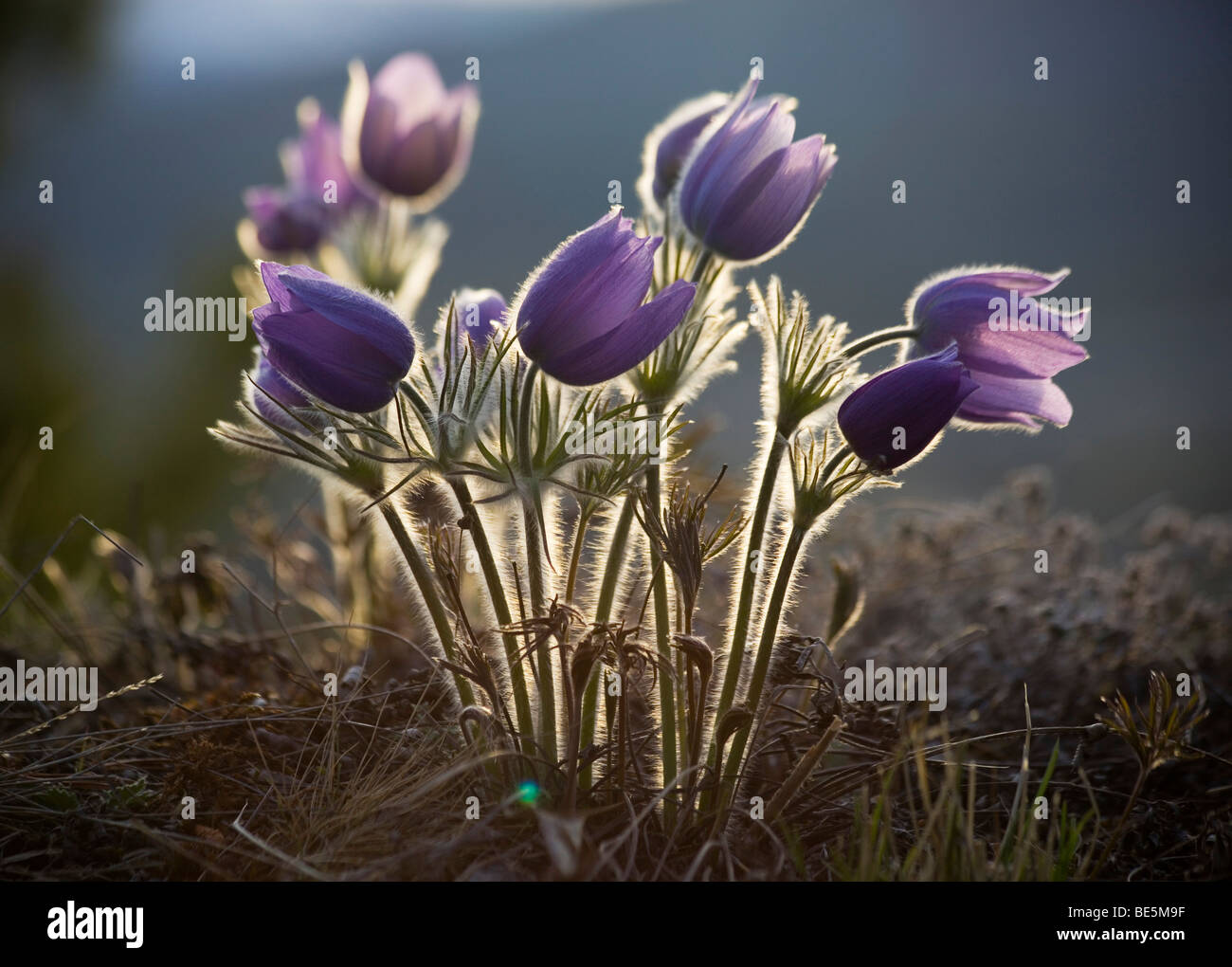 Blooming Pulsatilla Anemone Patens Northern Crocus Prairie Crocus