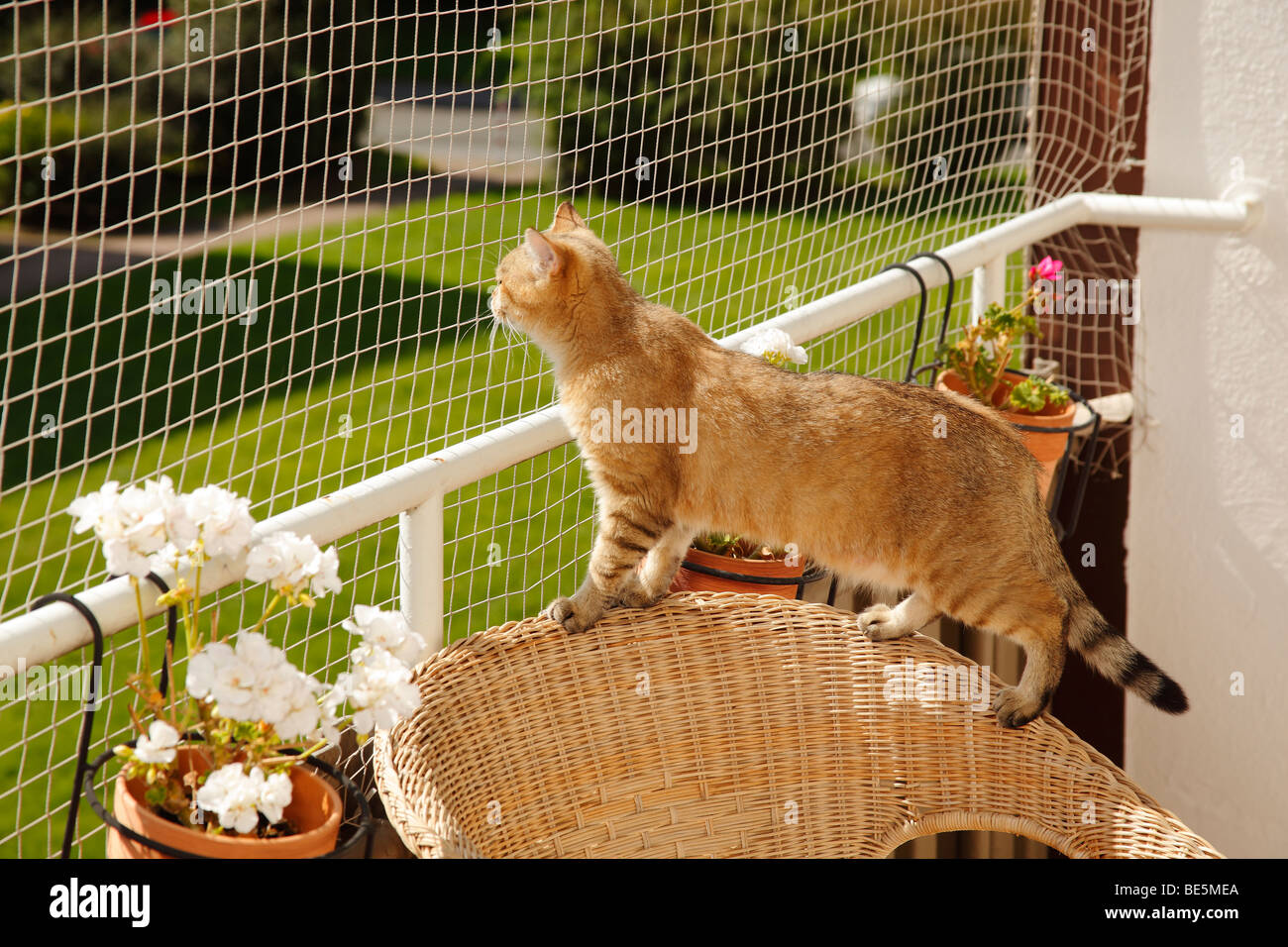 https://c8.alamy.com/comp/BE5MEA/british-shorthair-cat-balcony-net-BE5MEA.jpg