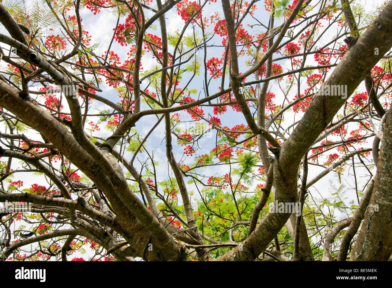 Unidentified tree with red blossoms. Kauai, Hawaii Stock Photo
