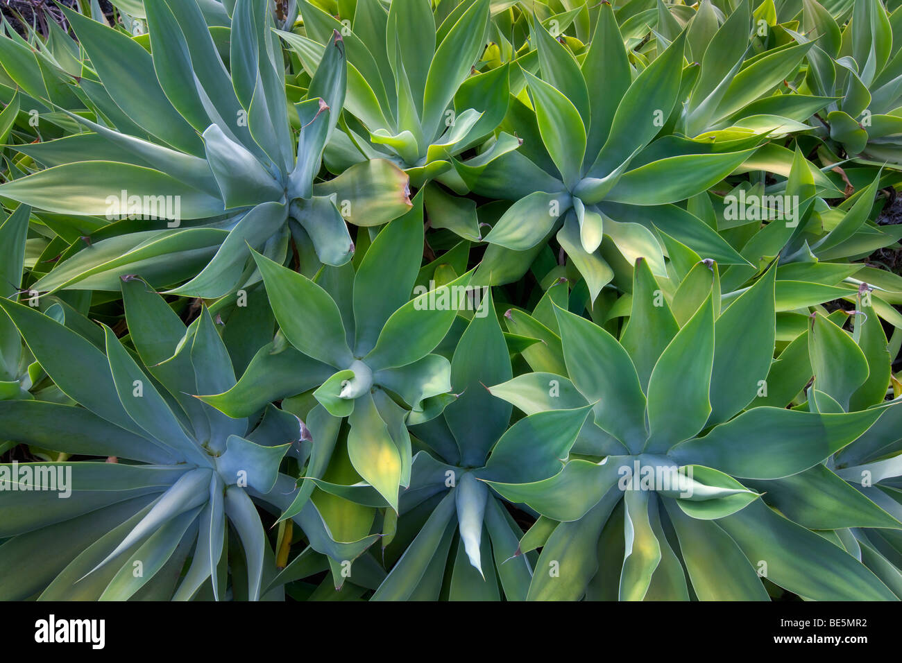 Aloe plants at Moir Gardens. Klahuna Plantation Resort. Kauai, Hawaii Stock Photo