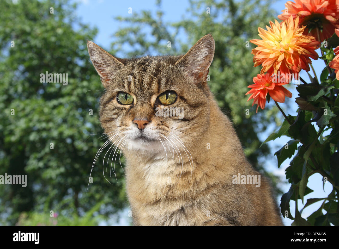 tabby domestic cat - portrait Stock Photo - Alamy
