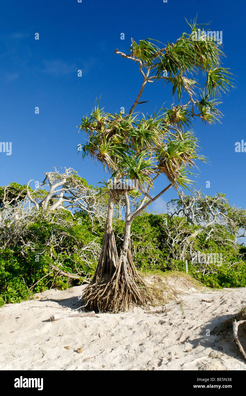Pandanus palm tree on the beach of Heron Island, Capricornia Cays National Park, Great Barrier Reef, Queensland, Australia Stock Photo