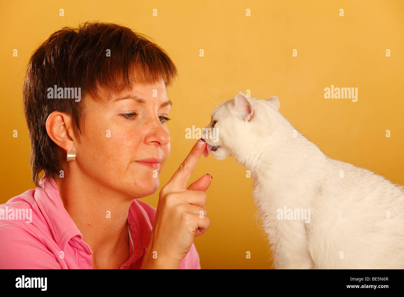 Woman and British Shorthair Cat / licking woman's finger Stock Photo