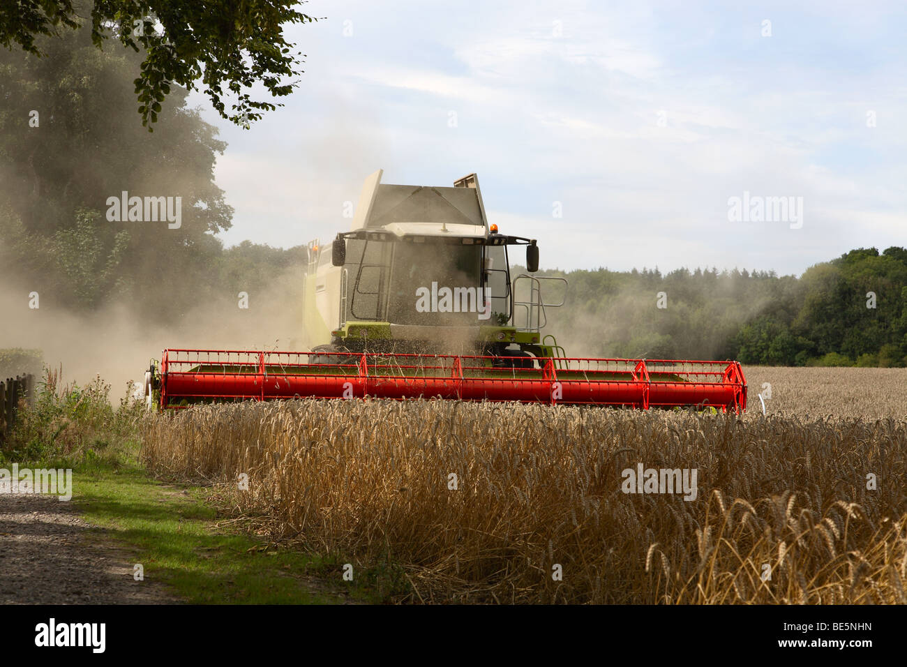 Combine harvester harvesting the first track of wheat along the woods, Denmark Stock Photo