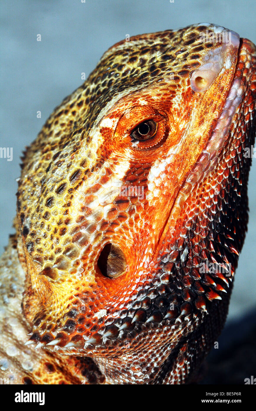 Austrailian  Bearded Dragons Pogona vitticeps Family  Agamidae Stock Photo