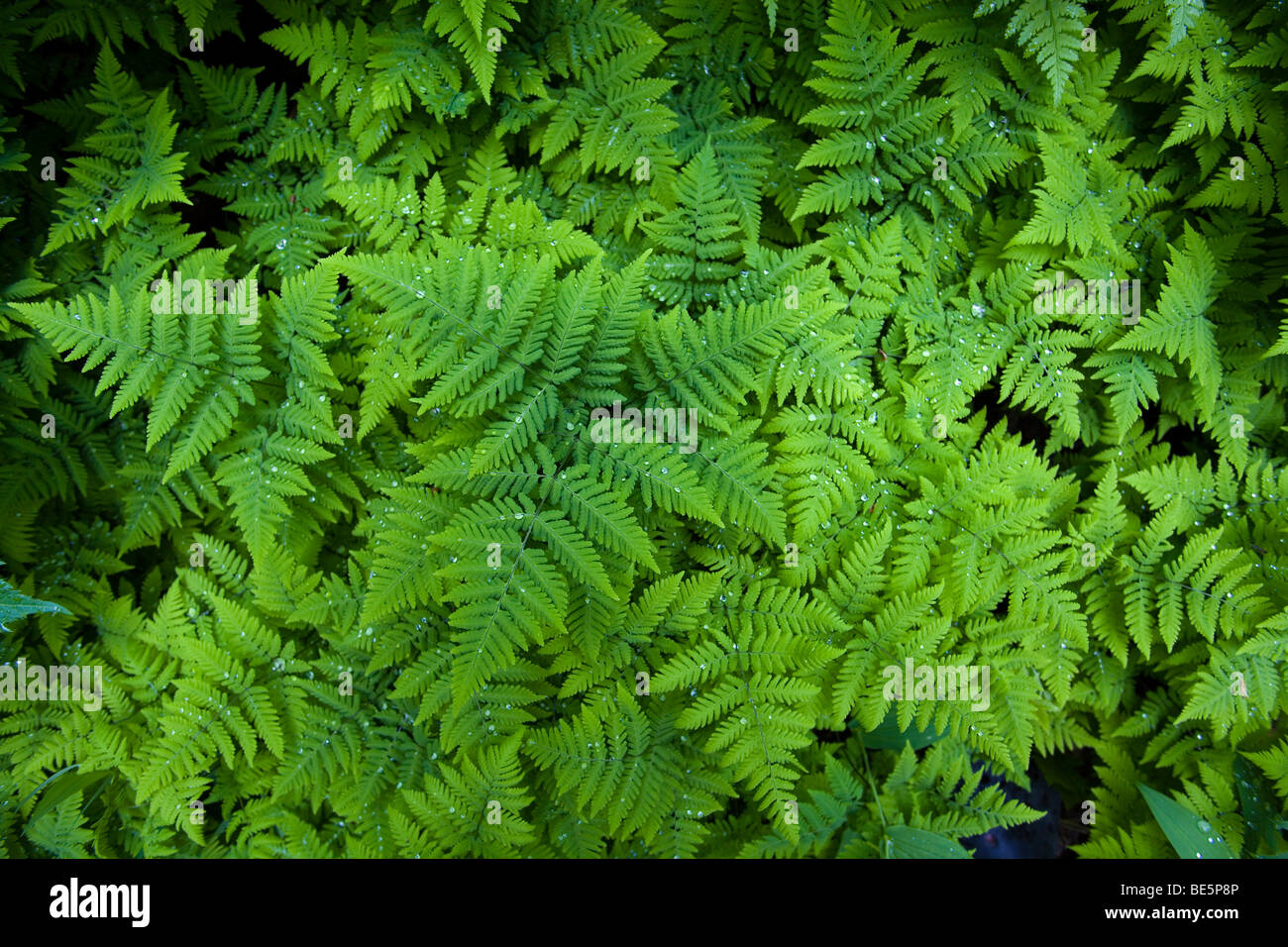 Spiny Wood Fern (Dryopteris expansa), also Northern Buckler Fern (Dryopteris assimilis), drops of water, Pacific Northwest Coas Stock Photo