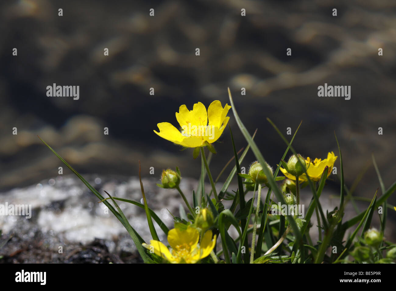 Yellow anemone or buttercup anemone (Anemone ranunculoides) Stock Photo