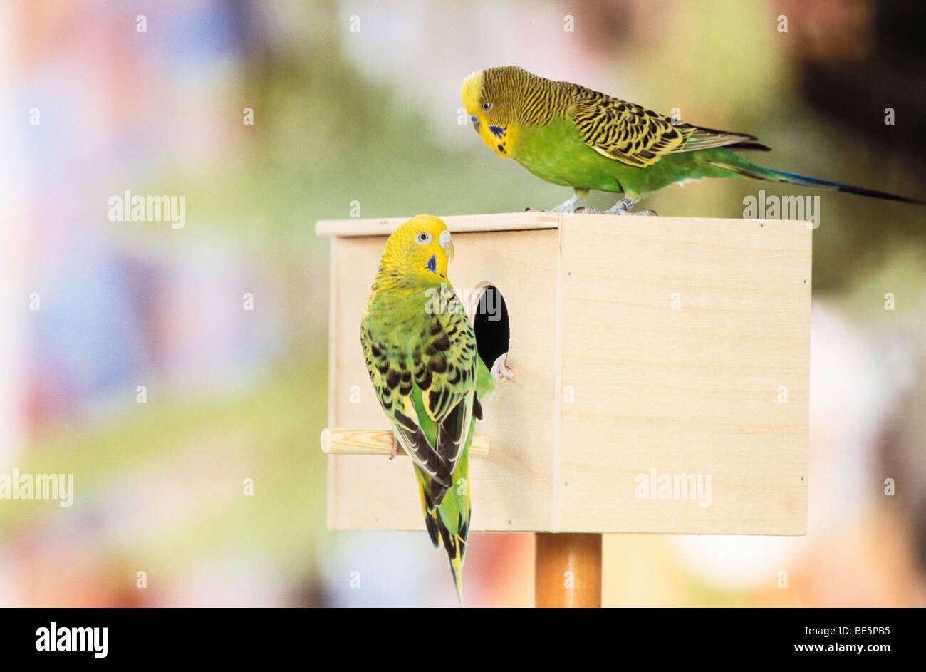 Budgerigar. Couple at nesting box Stock Photo