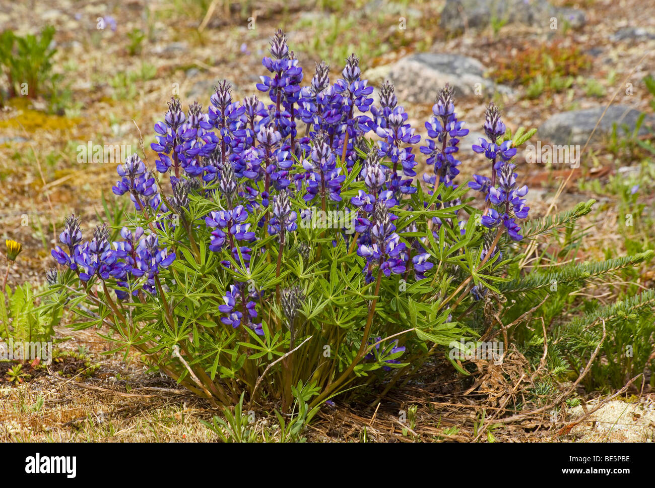 Blooming Arctic Lupine (Lupinus arcticus), Large-Leaved Lupine (Lupinus polyphyllus) near historic Lindeman City, Chilkoot Trai Stock Photo