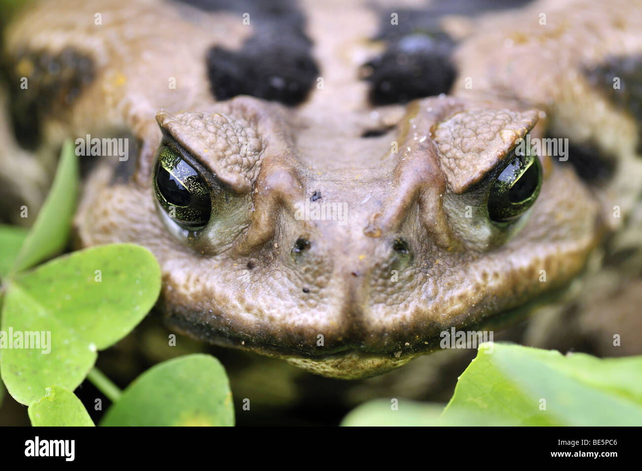 Aga Toad or Cane Toad (Bufo marinus, Rhinella marina Stock Photo - Alamy