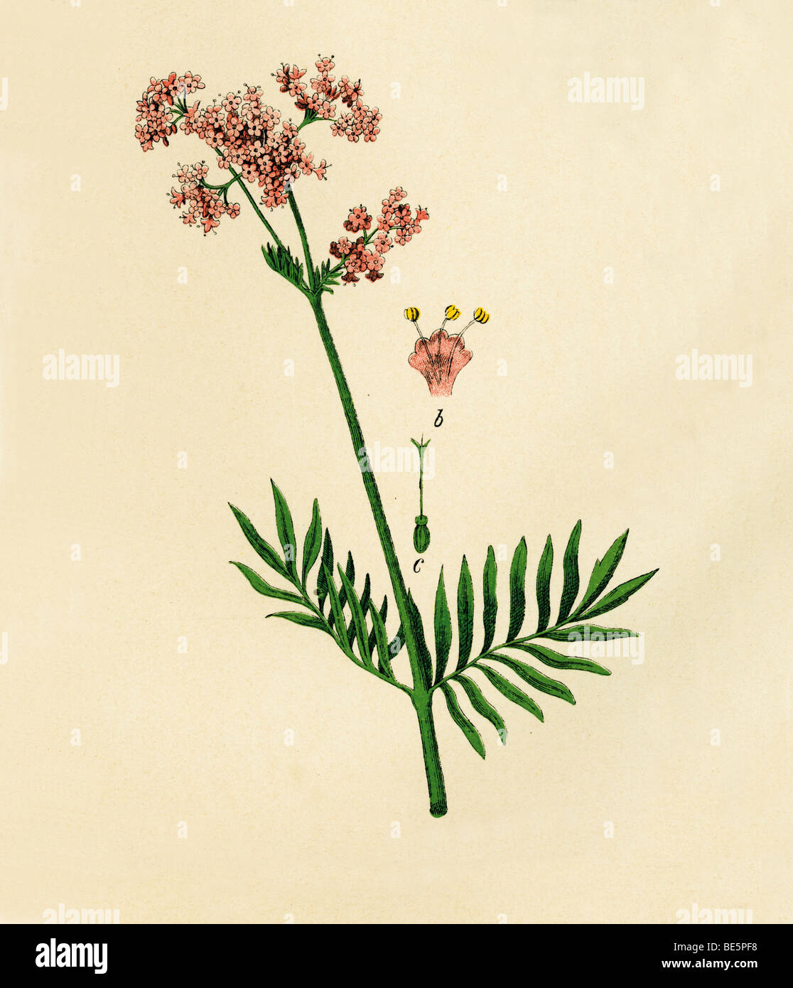 Valerian, historical illustration from: Moritz Willkomm: Naturgeschichte des Pflanzenreichs, Natural history of the plant kingd Stock Photo