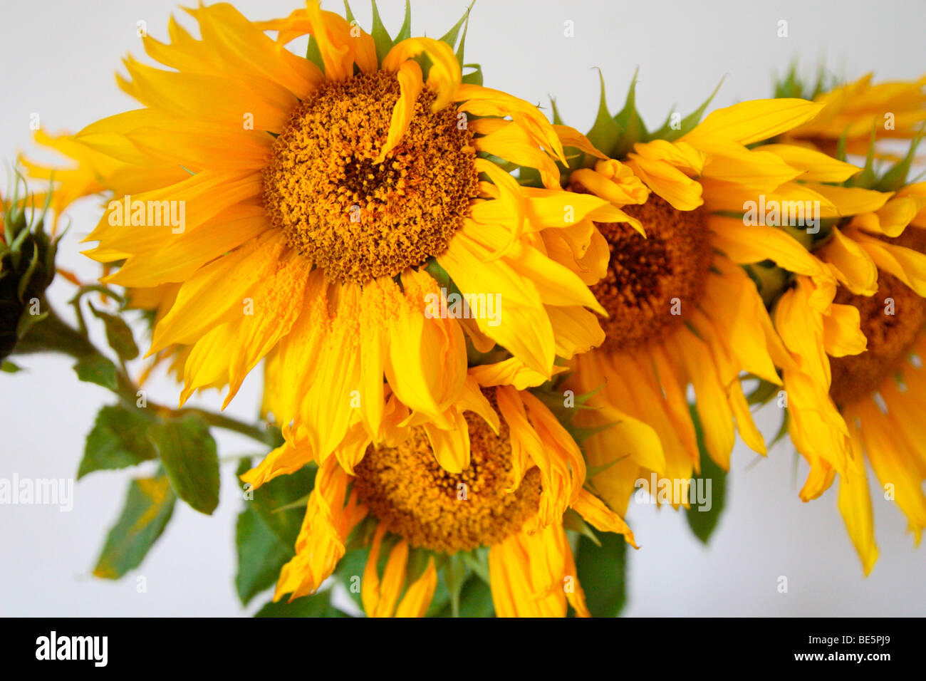 Sunflowers in a vase with white backdrop Stock Photo - Alamy