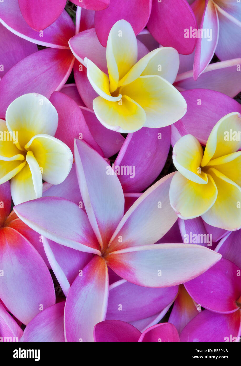 Red and yellow plumeria or frangipani. Kauai, Hawaii. Stock Photo