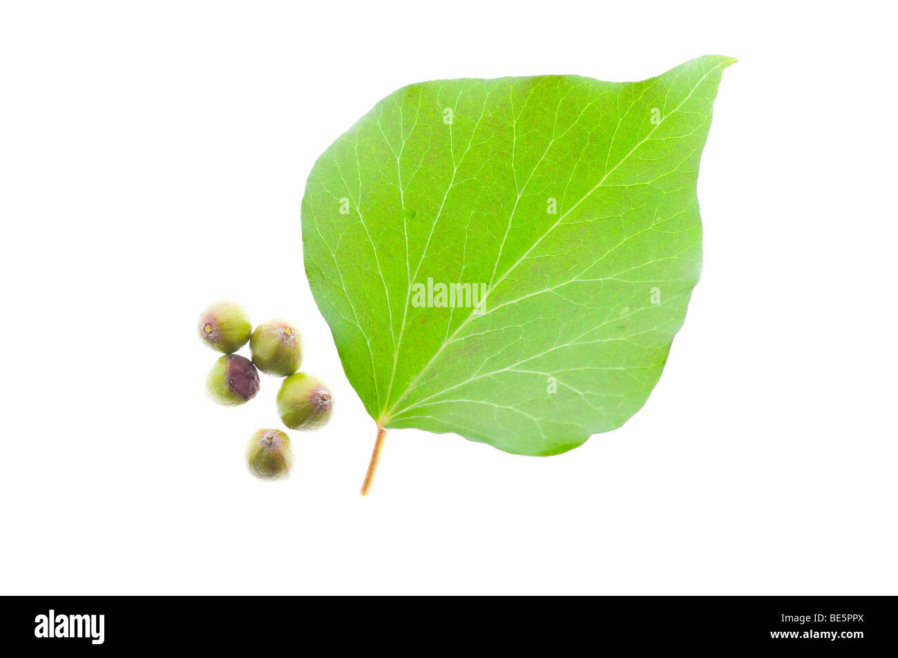 Ivy (Hedera helix L.), leaves and berries Stock Photo