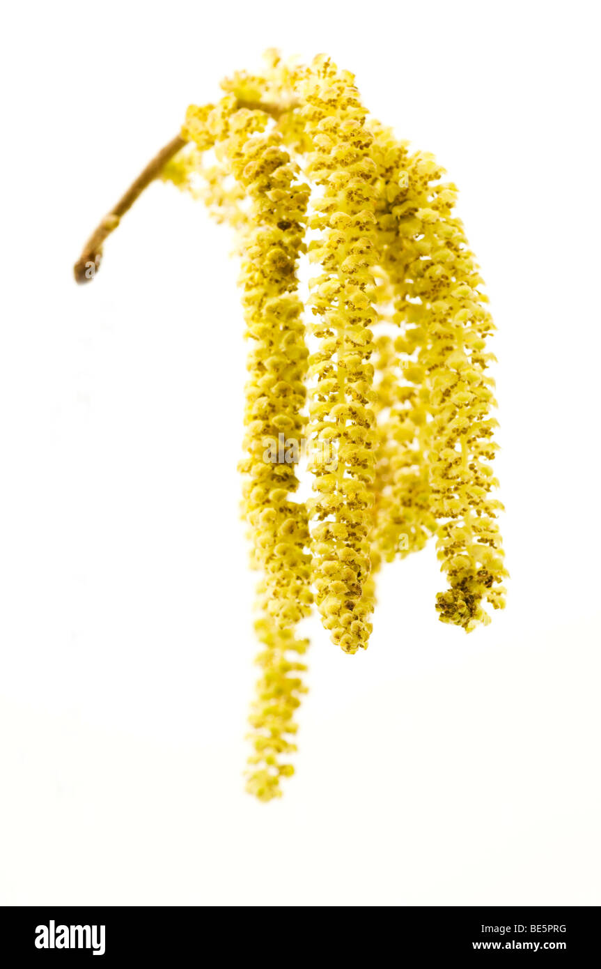 Hazel (Corylus), male inflorescences, catkins Stock Photo