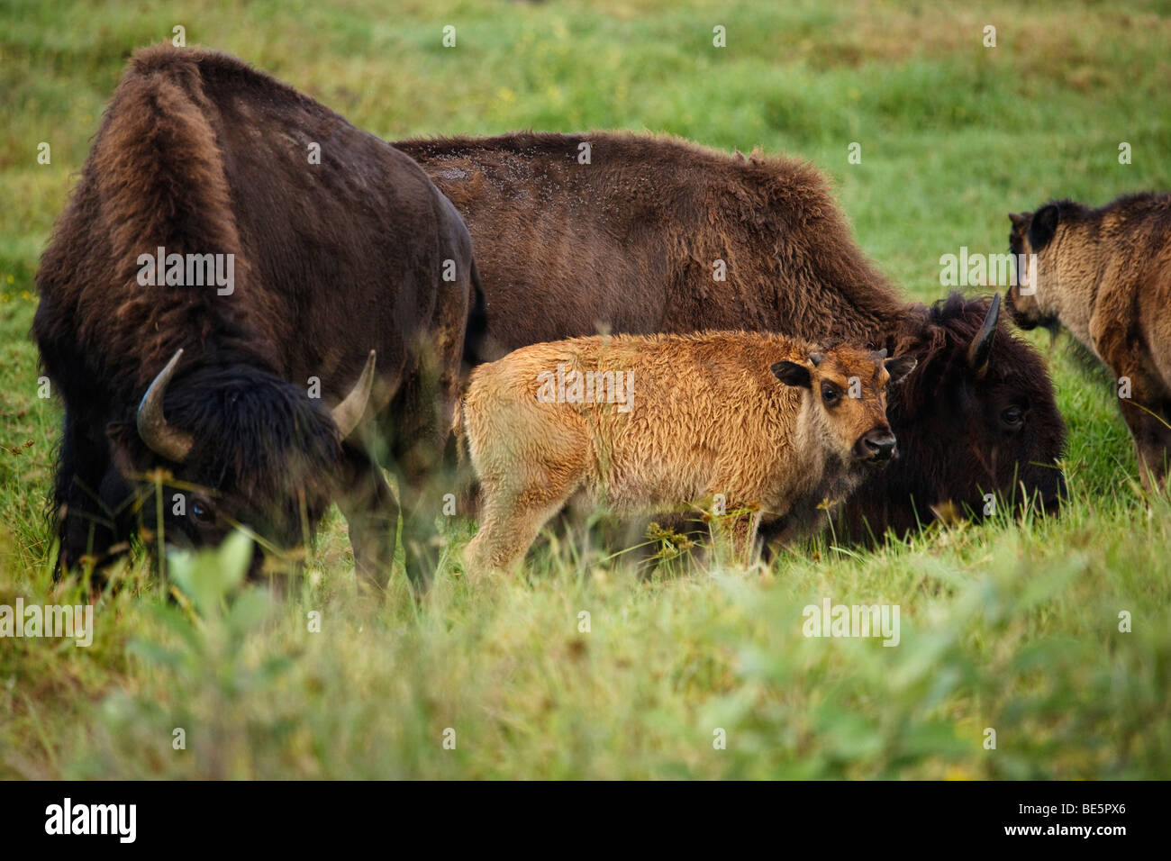 American bison (Bison bison) graze in pasture on a ranch in South Kona, Hawaii Stock Photo