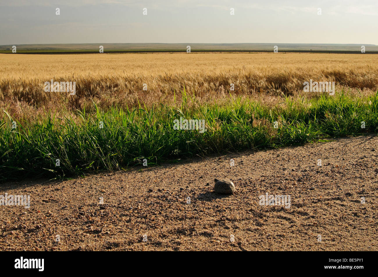 An ornate box turtle crosses the road in Western Kansas Stock Photo