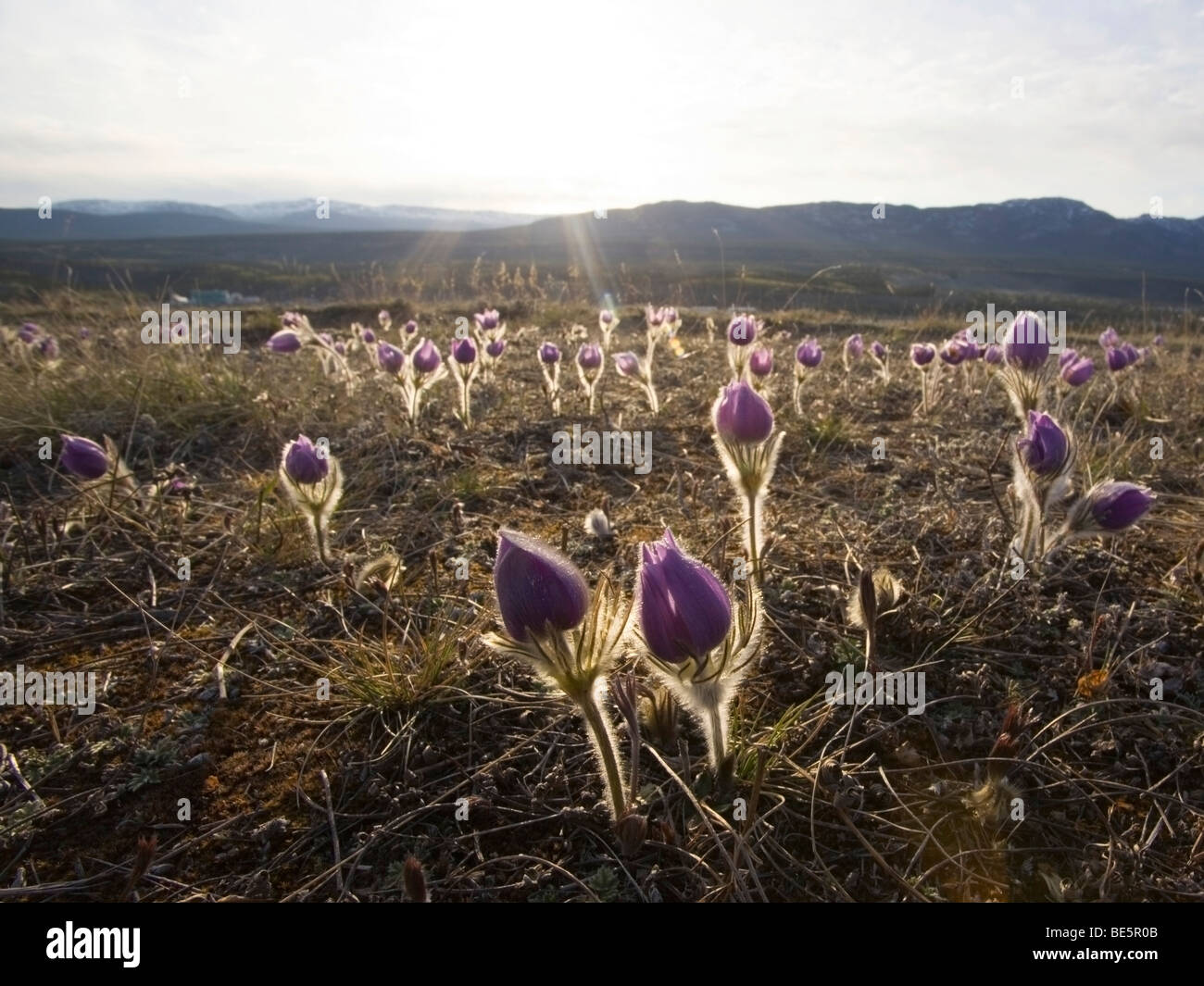 Blooming Pulsatilla (Anemone patens), Northern Crocus, Prairie Crocus, Prairie Smoke, Pasque Flower, back lit, spring, Yukon Te Stock Photo