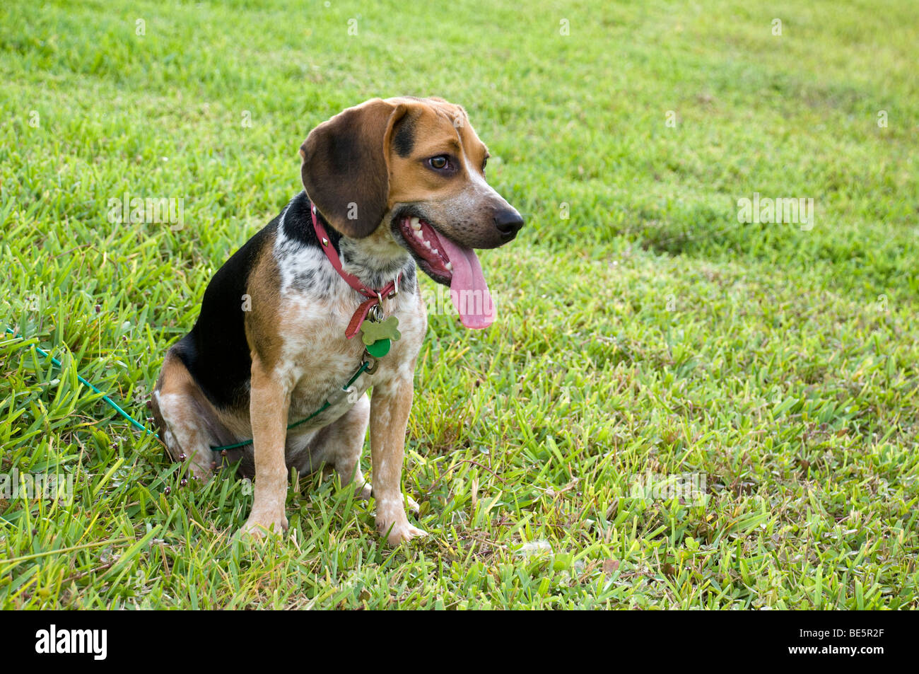 Beagle on the Grass with Tongue Out. Stock Photo