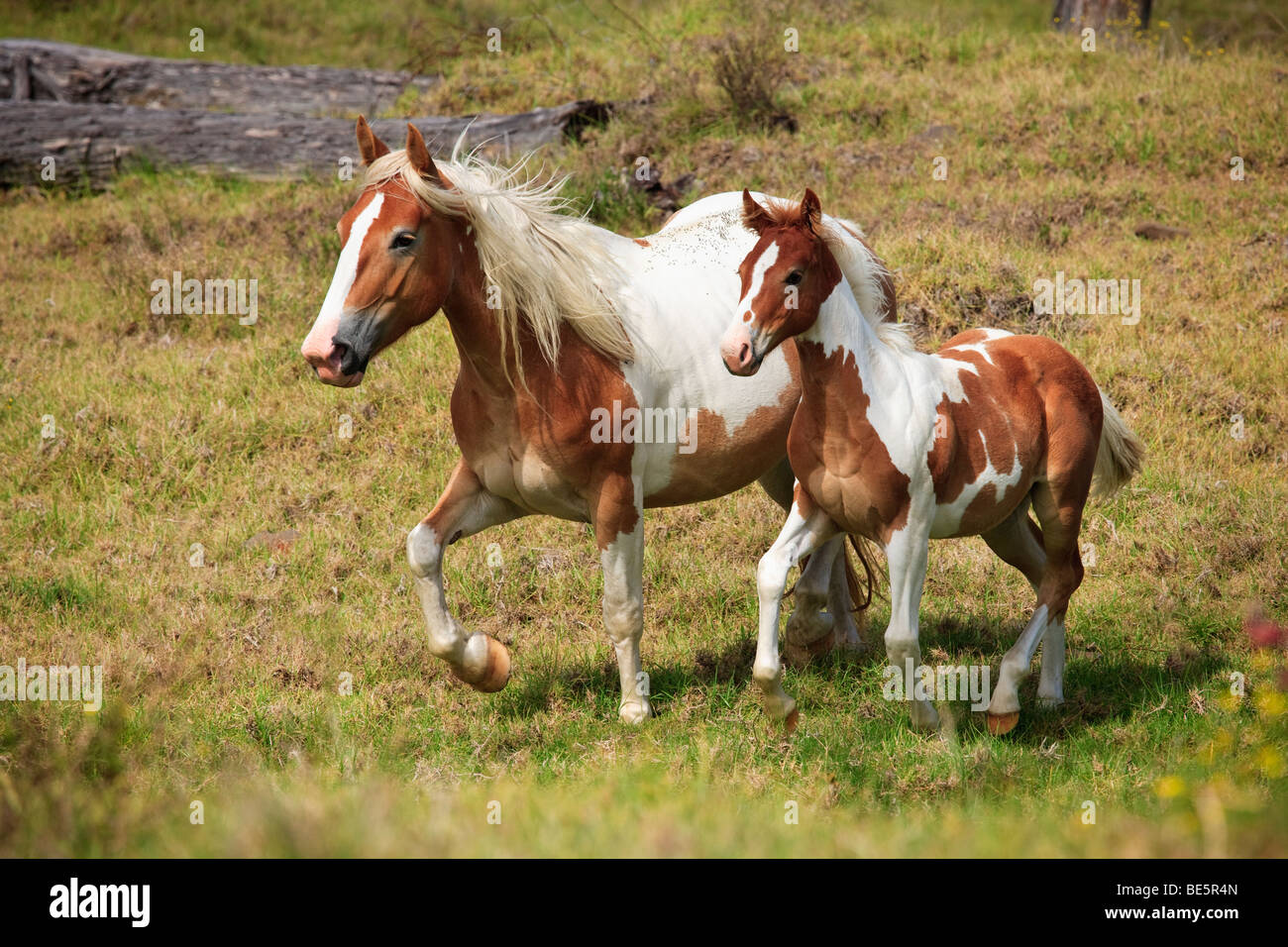 Mother and colt trot in pasture in South Kona, Hawaii Stock Photo