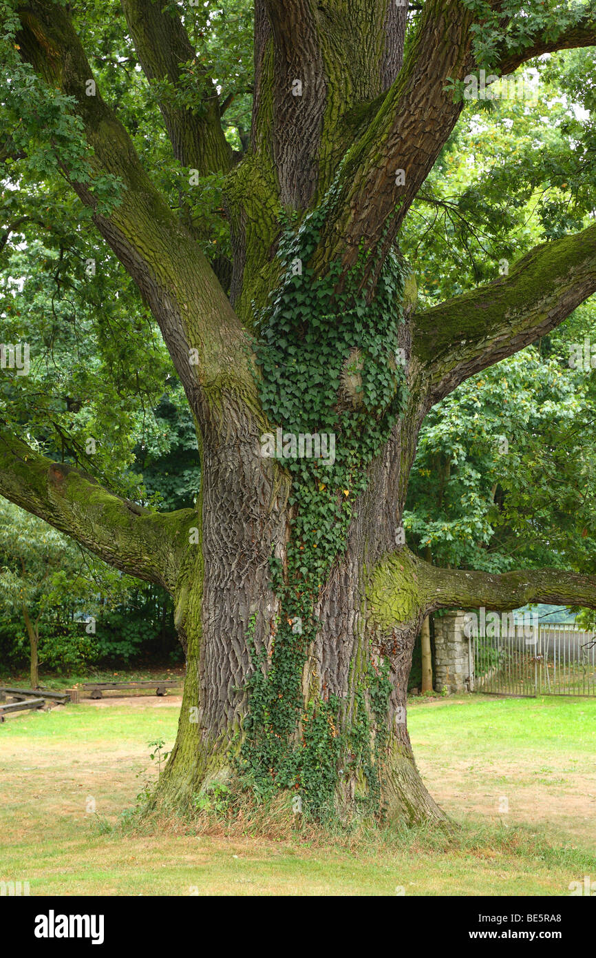 Very old oak tree Quercus robur Stock Photo