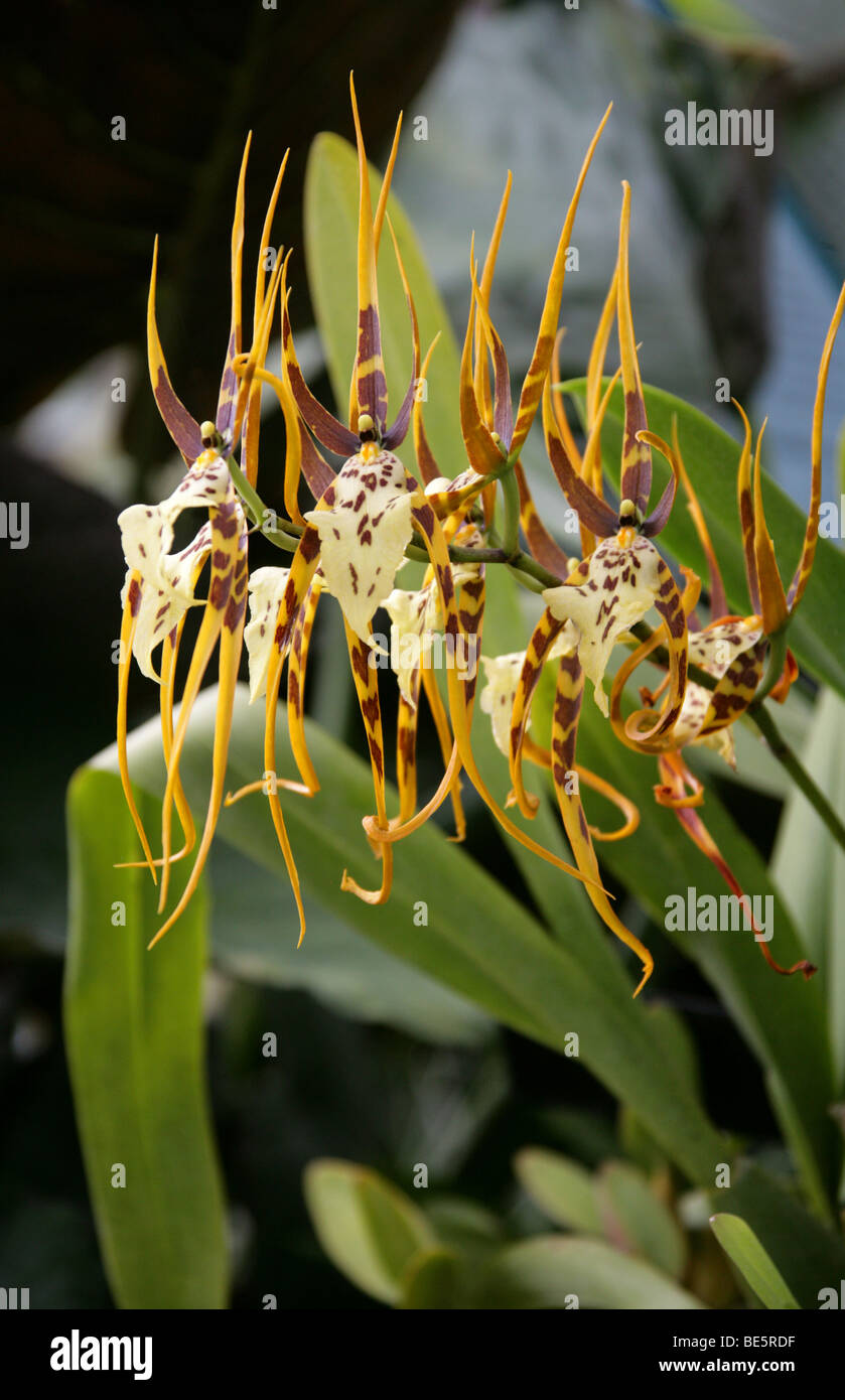 Spider Orchid, Brassia 'Chieftain', Orchidaceae, Oncidiinae, Cymbidieae. South Florida, the West-Indies and tropical South America. Stock Photo