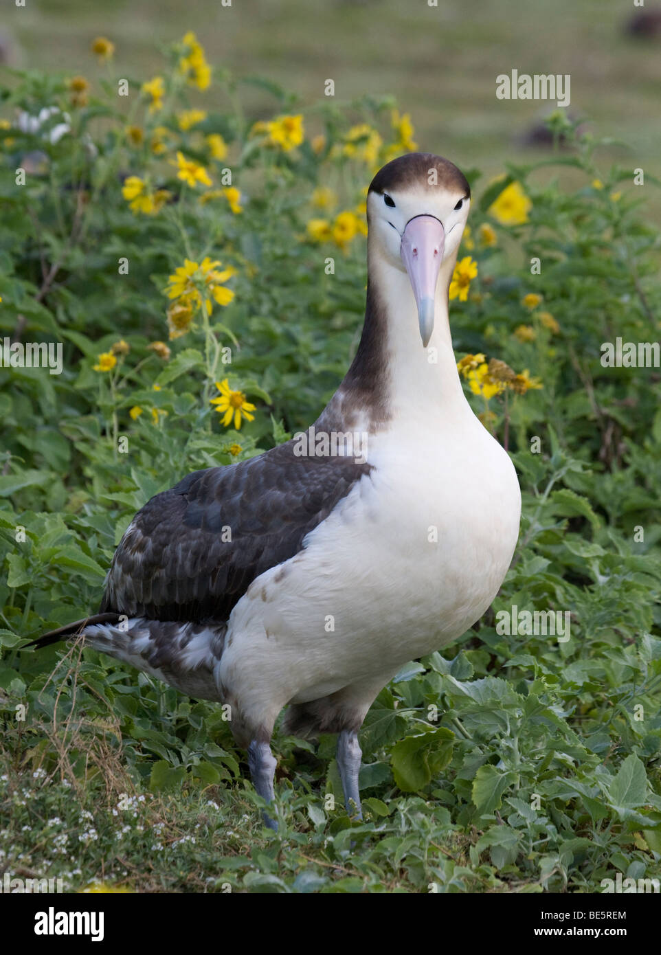 Short tailed albatross hires stock photography and images Alamy