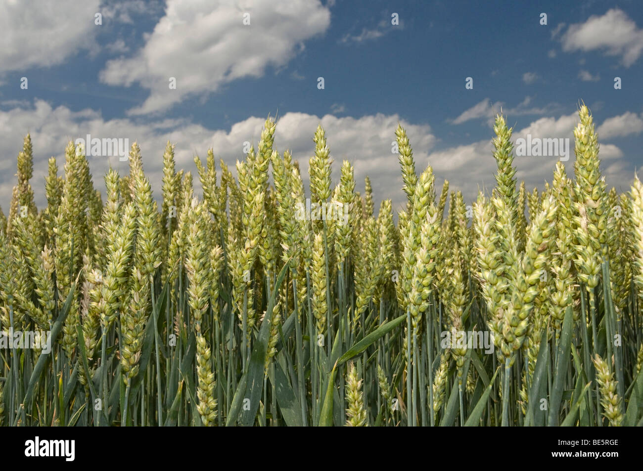 Wheat field (Poaceae triticum) Stock Photo