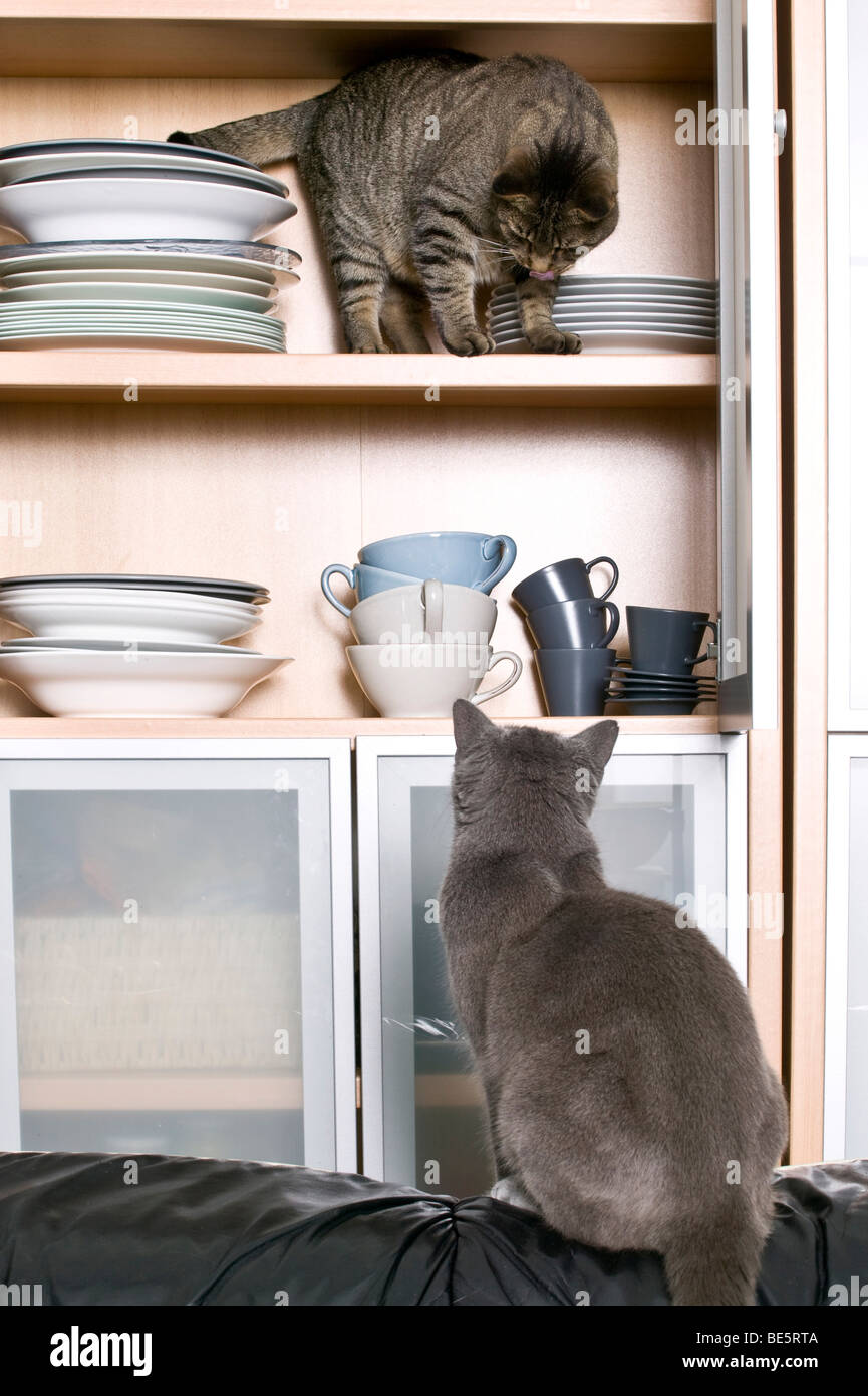 Cat cupboard hires stock photography and images Alamy