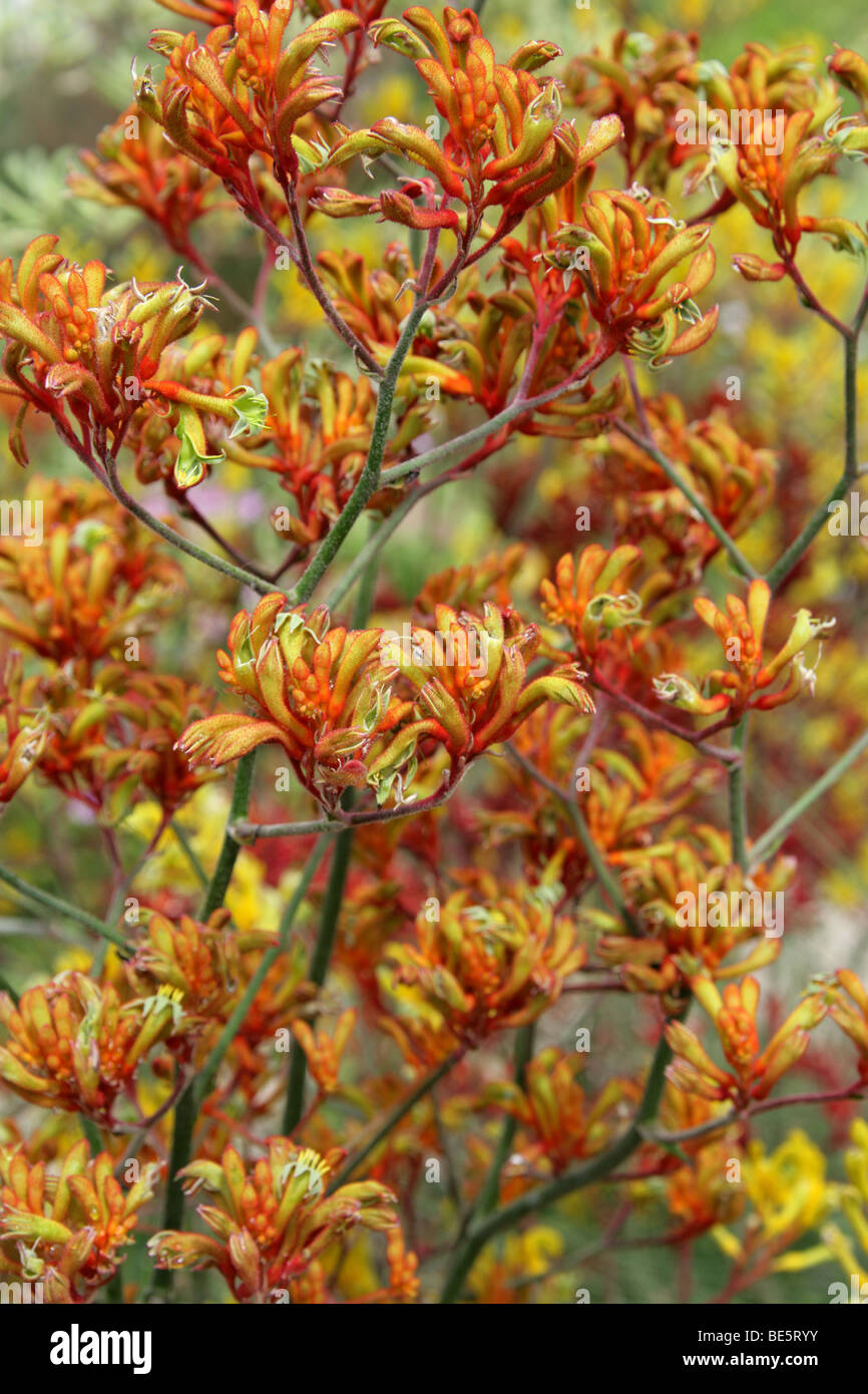 Kangaroo Paws, Anigozanthos sp., Haemodoraceae, Western Australia. Kangaroo Paws are Pollinated by Birds. Stock Photo