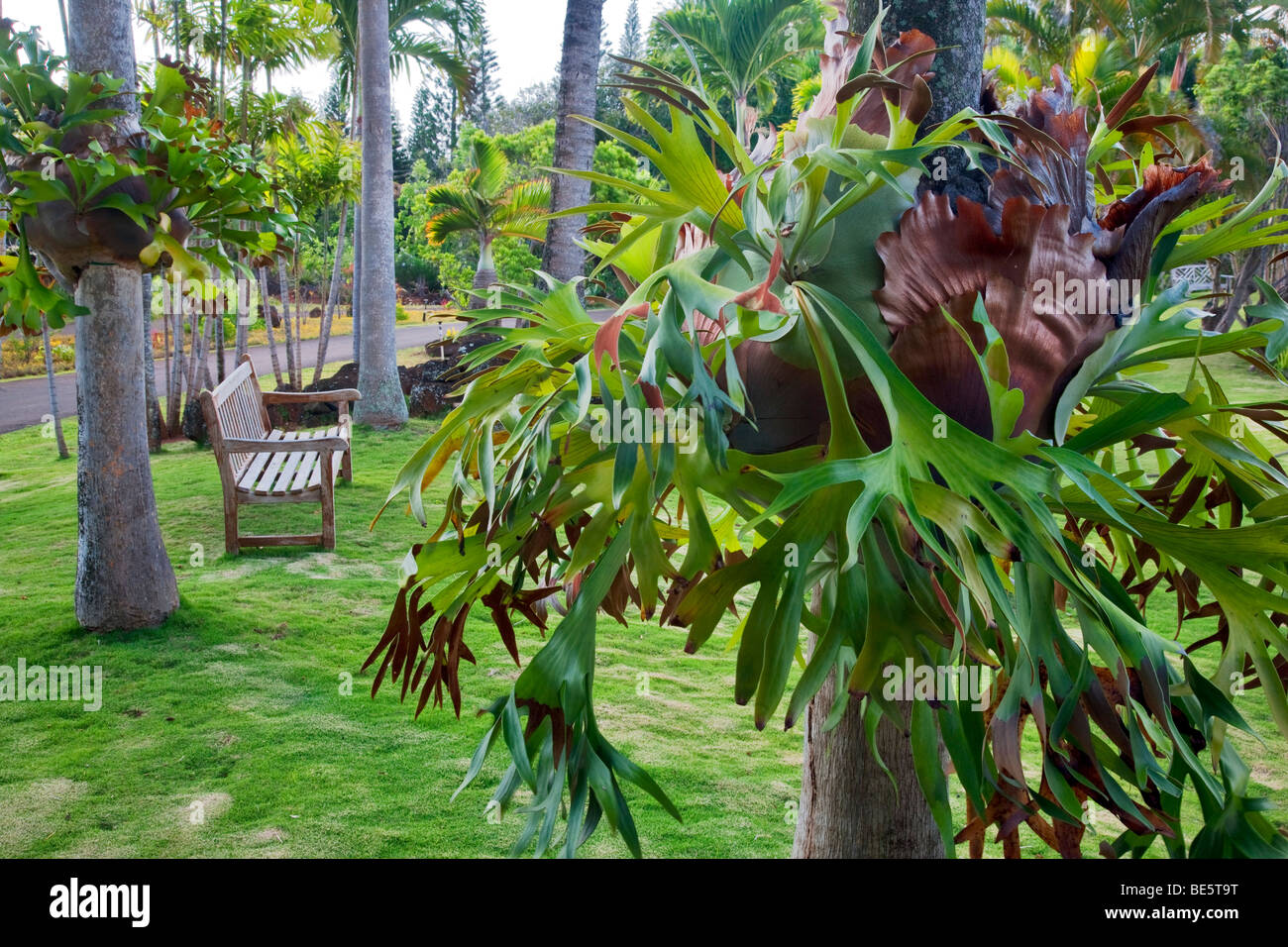 Bromeliad on trees. Na Aina Kai Botanical Gardens. Kauai, Hawaii Stock Photo