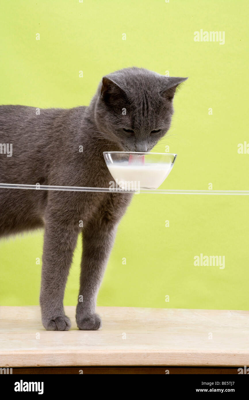 Male cat licking milk from a milk bowl Stock Photo