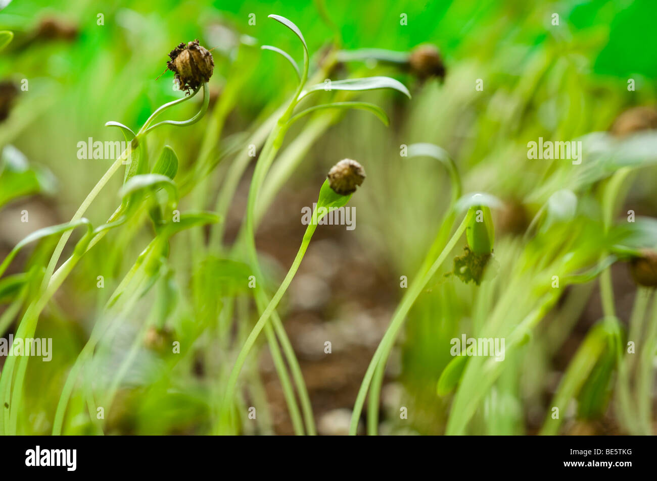 Coriander (Coriandrum sativum) Stock Photo