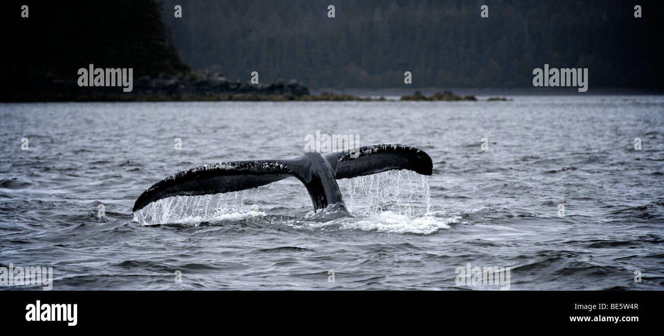 humpback whale diving in Juneau Alaska Stock Photo