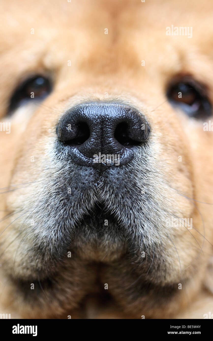 Snout of a Chow Chow Dogs Stock Photo
