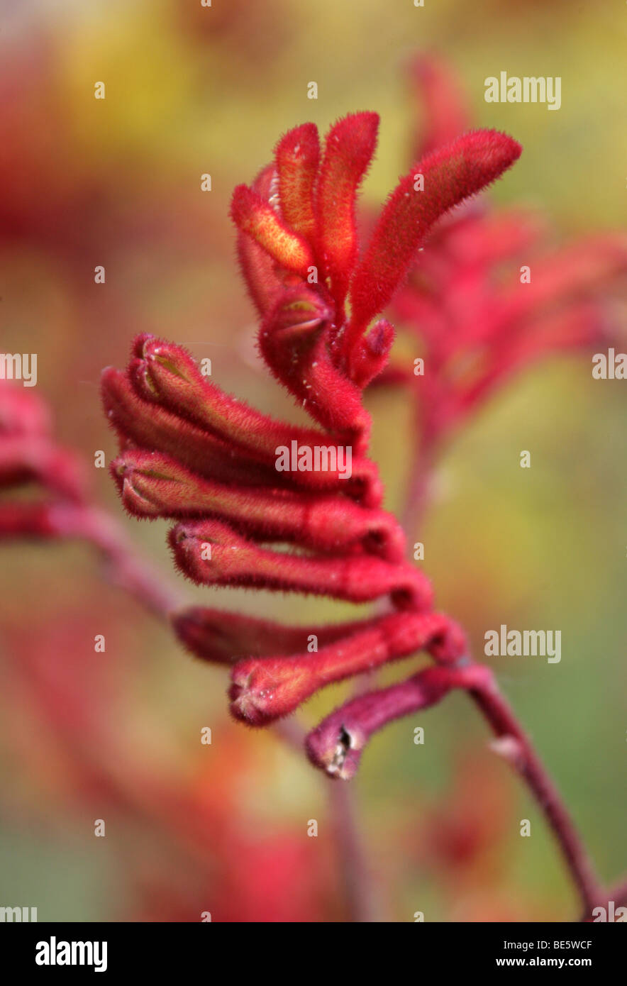 Kangaroo Paws, Anigozanthos sp., Haemodoraceae, Western Australia