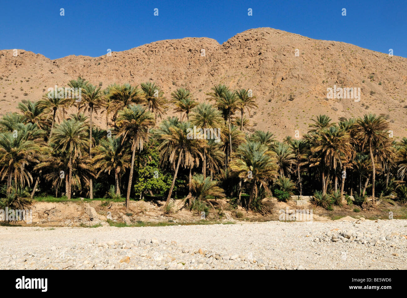 Dry wadi bed and date palm oasis, Hajar al Gharbi Mountains, Al Dhahirah region, Sultanate of