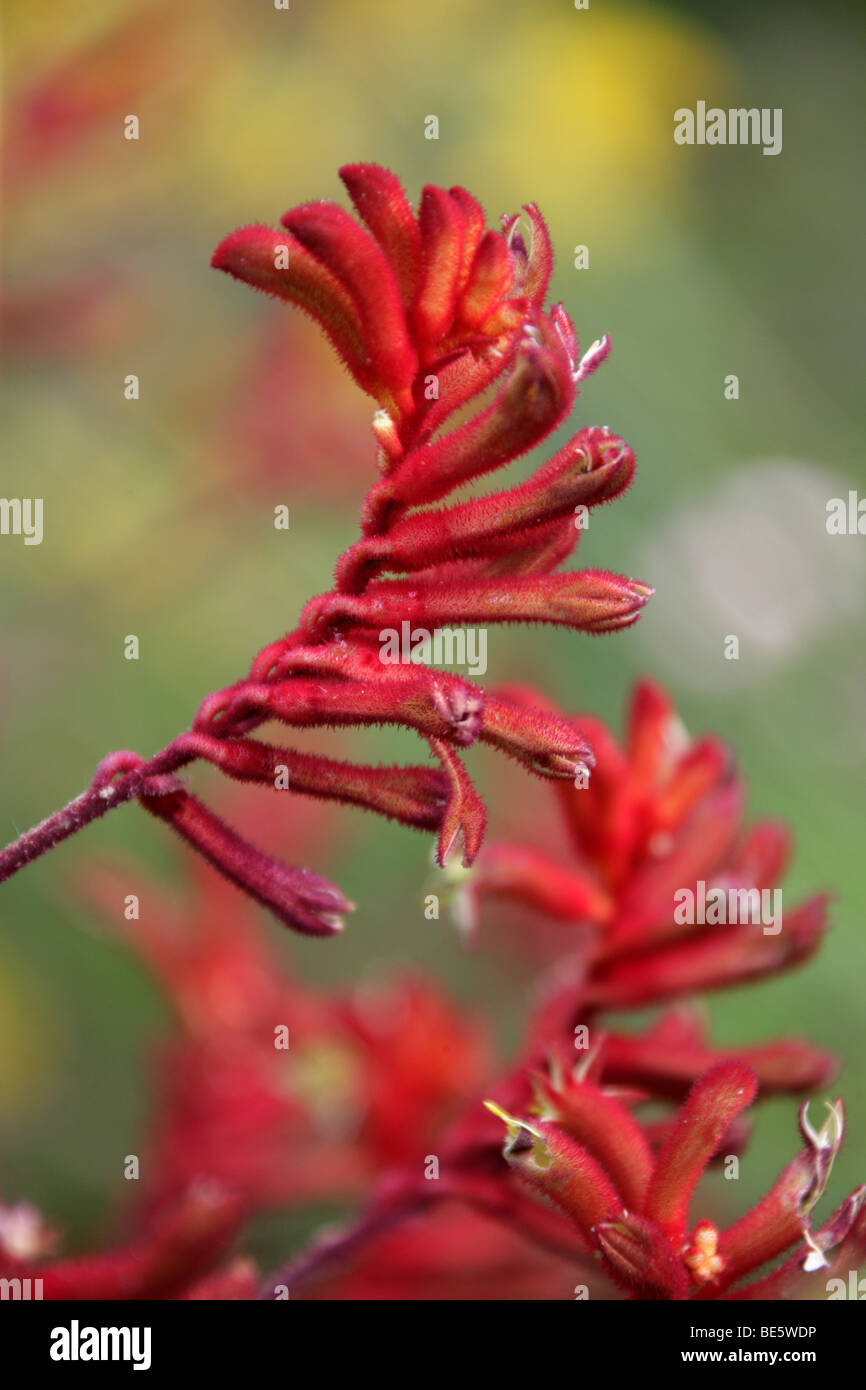 Kangaroo Paws, Anigozanthos sp., Haemodoraceae, Western Australia
