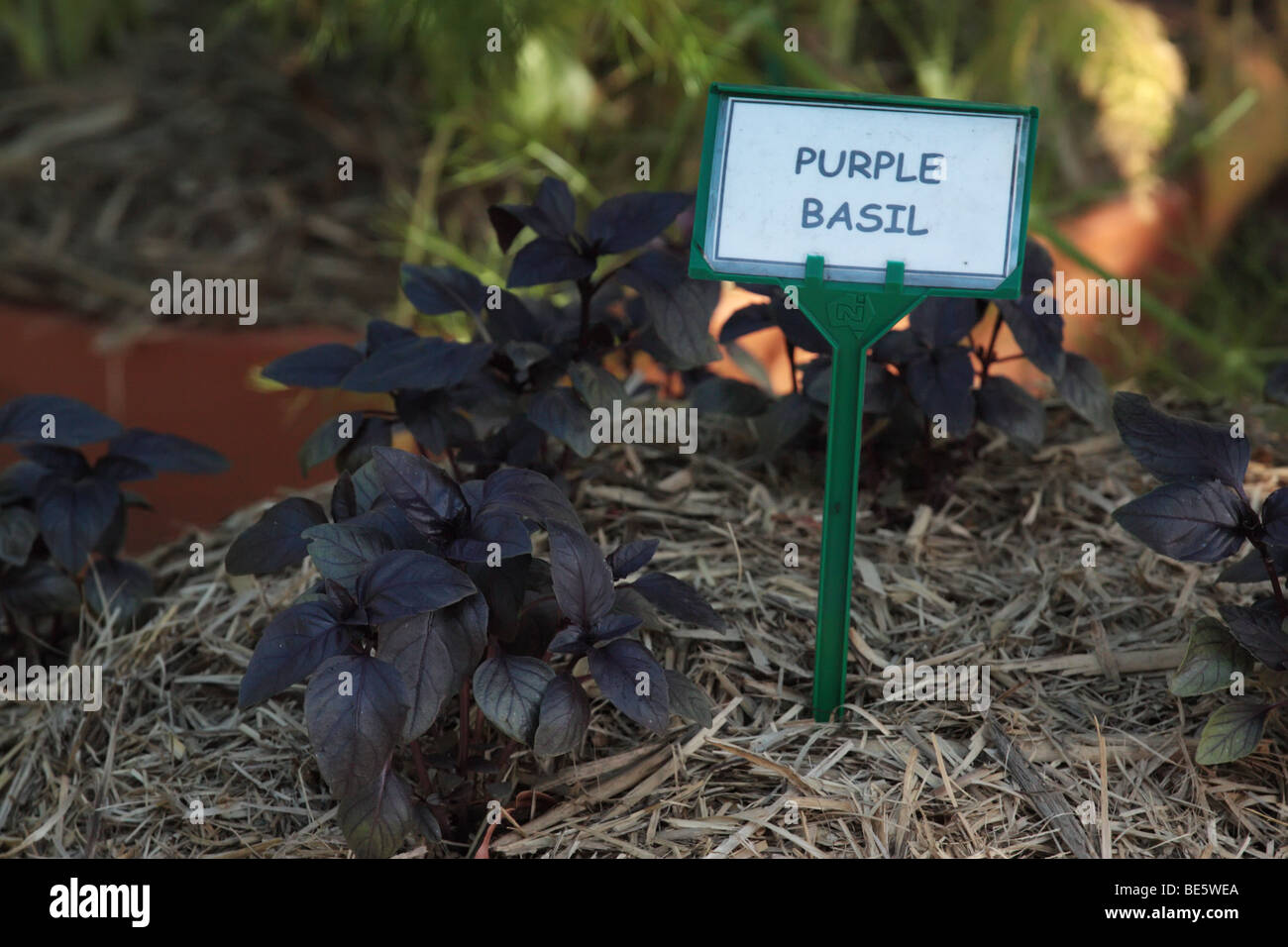 Purple Basil Living Herbs Stock Photo Alamy