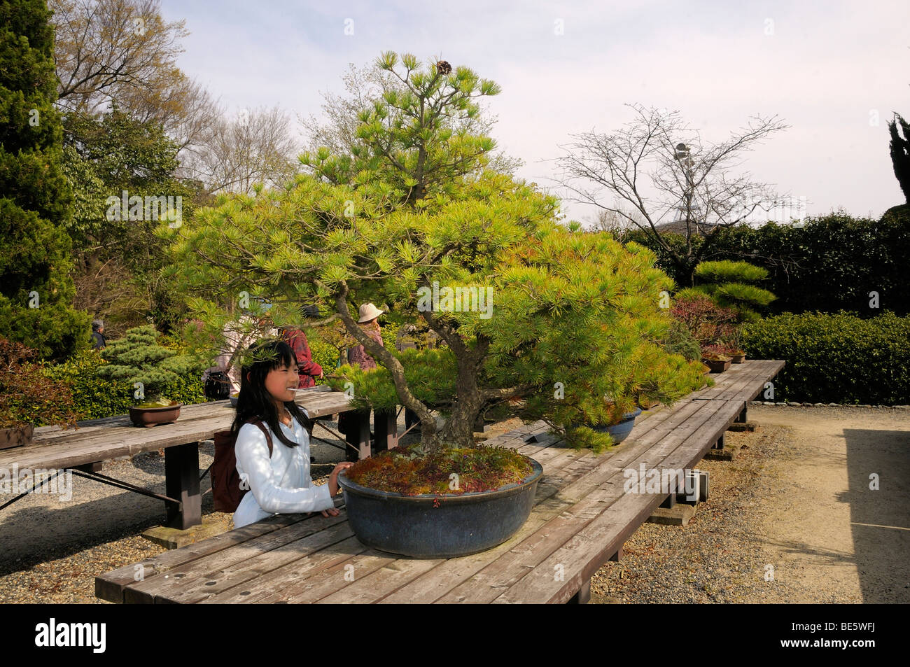 Japanese girl marvelling at bonsai tree at the Botanical Garden in Kyoto, Japan, Asia Stock Photo