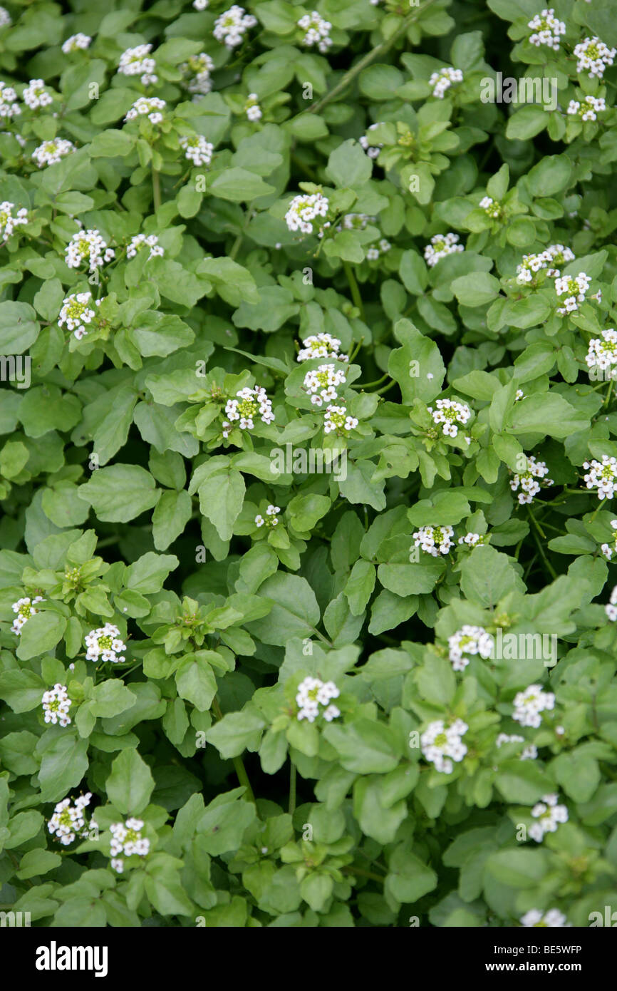 Wild Watercress, Nasturtium officinale, Brassicaceae. UK Stock Photo