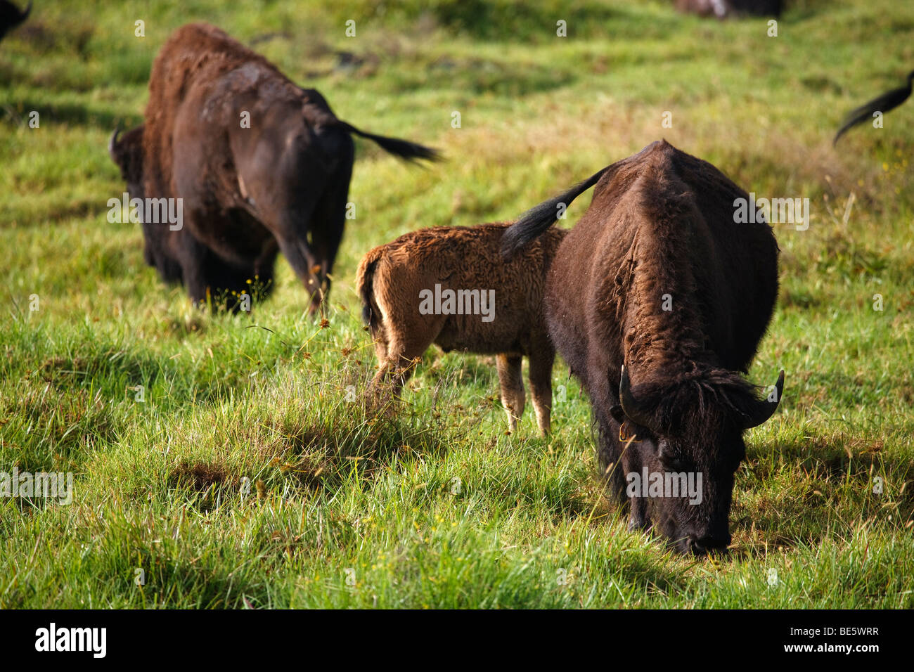 American bison (Bison bison) graze in pasture on a ranch in South Kona, Hawaii Stock Photo
